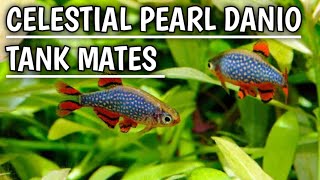 Celestial pearl danio tank mates  Galaxy Rasbora  Celestial pearl Danio [upl. by Rust]