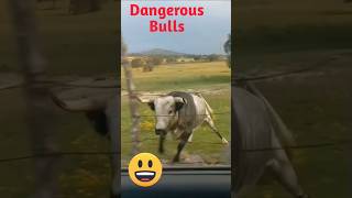 Dangerous Bulls shorts youtubeshorts Biggest Bulls [upl. by Htiek]