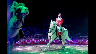 Victor Hugo Cardinali Junior  Natal2018  Cavalos Camelos Pónei e Lama [upl. by Ecadnarb]