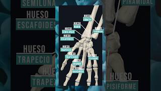 LOS HUESOS DE LA MUÑECA anatomía medicina educación fisioterapia cuerpohumano huesos mano [upl. by Nanek]