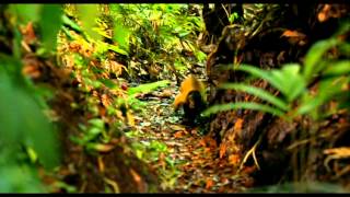 Amazonia 2013  Trailer [upl. by Anelrats168]