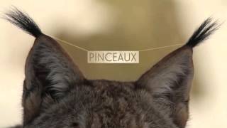 Le Lynx boréal le gros chat aux pinceaux est de retour [upl. by Enialb]