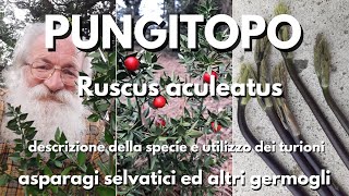 Pungitopo Ruscus aculeatus [upl. by Fesoy]