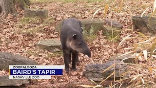 Zoopalooza Bairds Tapir known for its snout [upl. by Tisbe]