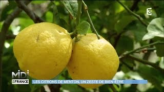 Cosmétiques bio au citron de Menton [upl. by Shaikh]