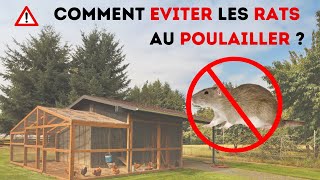 Comment éviter les rats au poulailler  Solutions anti rongeurs poule [upl. by Virgie]