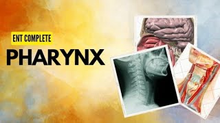 Pharynx Anatomy 2 ENT lectures [upl. by Scevo562]