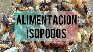 Alimentación de los isopodos [upl. by Gaut]