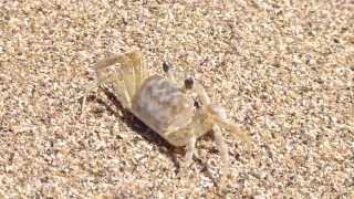 JueyCangrejo Fantasma o de la Arena Ocypode quadrata Ghost Crab [upl. by Ahsenrad]