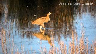 Urdaibai Bird Center  Avetoro común  txori zezena Botaurus stellaris [upl. by Jemmy]