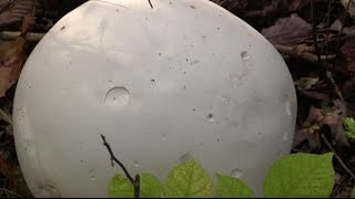 How to Identify and Eat White Puffball Mushrooms [upl. by Parker]