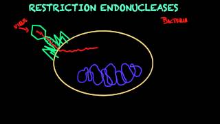 Restriction endonucleases  Biology tutorial [upl. by Helli459]