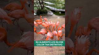 Alimentar flamingos es una experiencia increíble😍🦩 arboterra puebla destino experiencia shorts [upl. by Sissy979]