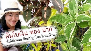 ต้นใบเงินทองนากต้นไม้มงคลนิยมปลูกในบริเวณบ้าน  เปิดโลกออนไลน์ Ep98  Aranya Channel [upl. by Irallih469]