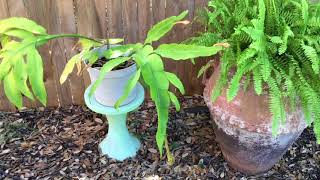 Cereus Night Blooming Dutchman’s Pipe Cactus [upl. by Annissa]