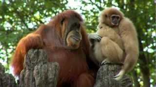 Orangutan Loves Gibbon Baby  Cincinnati Zoo [upl. by Anerrol]