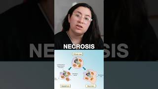 APOPTOSIS vs NECROSIS ubaxxi uba biologia cbc ubaxxi [upl. by Yecats]