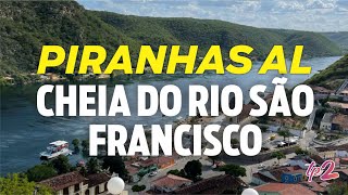 tudopara2  PIRANHAS AL Cheia do Rio São Francisco em 2022 [upl. by Borras]