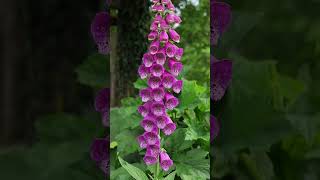 5 segredos sobre a Digitalis purpurea dedaleira [upl. by Acirdna]