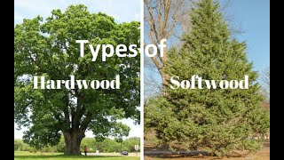 Difference Between Hardwoods and Softwoods I uses I color I texture I [upl. by Irme]