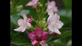 Weigela coraeensis Japanese Weigela [upl. by Suillenroc504]