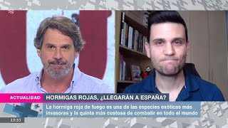 Canal Sur TV  Hormigas rojas ¿Llegarán a España  J Manuel VidalCordero [upl. by Aitercul]