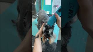 Schnauzer Full Grooming doggroomingtips [upl. by Darcee]