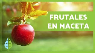 Cómo cultivar ÁRBOLES FRUTALES en MACETAS 🍑🌳🍎 [upl. by Enyt592]