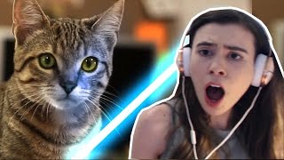 REACTING TO JEDI KITTENS [upl. by Goren411]