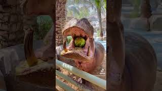 Watch Otto the Hippo Eat a Whole Watermelon zoo [upl. by Pettiford]