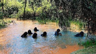 O que uma câmera capturada nas Filipinas chocou o mundo inteiro [upl. by Nnailuj]