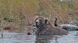 230 Relaxes with His Catch  September 25 2024 exploreorg [upl. by Aicssej]