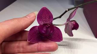 Phalaenopsis Orchidee  eine meiner Ältesten Pflanzen  in Wasserkultur  FWC  13 Jahre  Update [upl. by Senskell41]