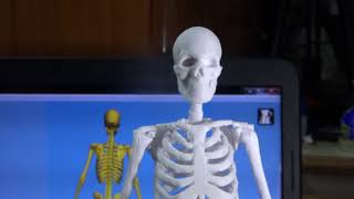 3d Printed Full Human Skeleton [upl. by Teodora]