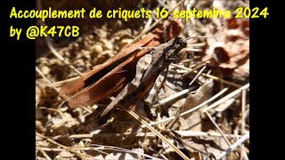 Accouplement de criquets 16 septembre 2024 by K47CB [upl. by Fisa845]