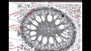 970022FM24  Part 3  AS Level Biology [upl. by Nohsad]