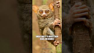 Tarsier  Cute Small Primate with Unique Abilities and Characteristics shorts [upl. by Enar424]