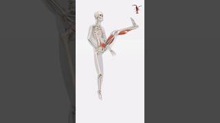 Sport Anatomy 3d anatomy 3danatomy [upl. by Stannfield]