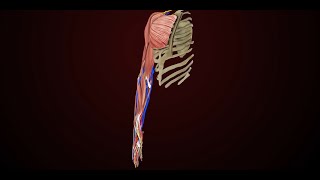 VA disability ratings for Muscle Injuries The Forearm and Hand [upl. by Ariada]