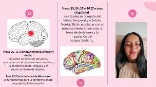 Corteza cerebral y áreas de Brodmann [upl. by Eelytsirk]