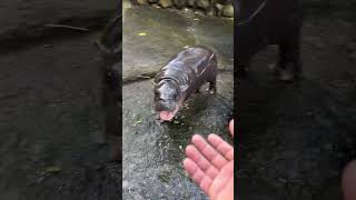 Baby hippos are really stubborn animals babyanimal zoo hippo babyhippo shorts viralvideo [upl. by Inirt]