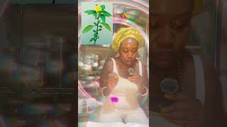 damiana Aphrodisiac depression herbs herbalist ￼ [upl. by Zerline965]