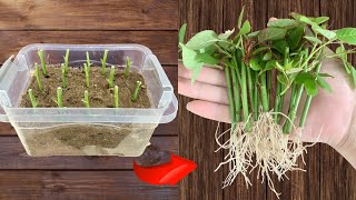 Rose branches grow roots like crazy using this propagation method [upl. by Lashond395]