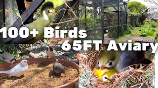 20m Aviary  Bird Breeding Update  Softbills and Finches  S2Ep9  Bird Sounds birds bird [upl. by Elvie75]