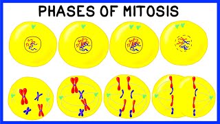 Phases of Mitosis and Cell Division [upl. by Semaj]