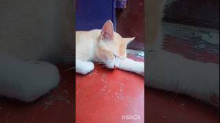 😂😂meto thak gaya 🐈 cat shortvideo ✨ catlover ❤️ viralvideo 🔥funny 😀 [upl. by Thier]