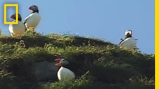 Iceland Puffins  National Geographic [upl. by Baler717]