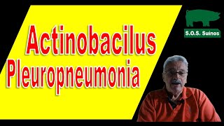 SUINOCULTURA Actinobacilus  Pleuropneumonia Suína [upl. by Krute299]