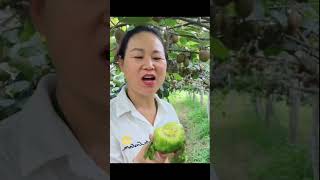 makan buah kiwi langsung di kebun mantap betul [upl. by Ollecram]