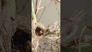 Babies Bird Earing Grasshoper in Nest birdnest nest birdslover birdsounds topbirds topeatfoodb [upl. by Nabois690]